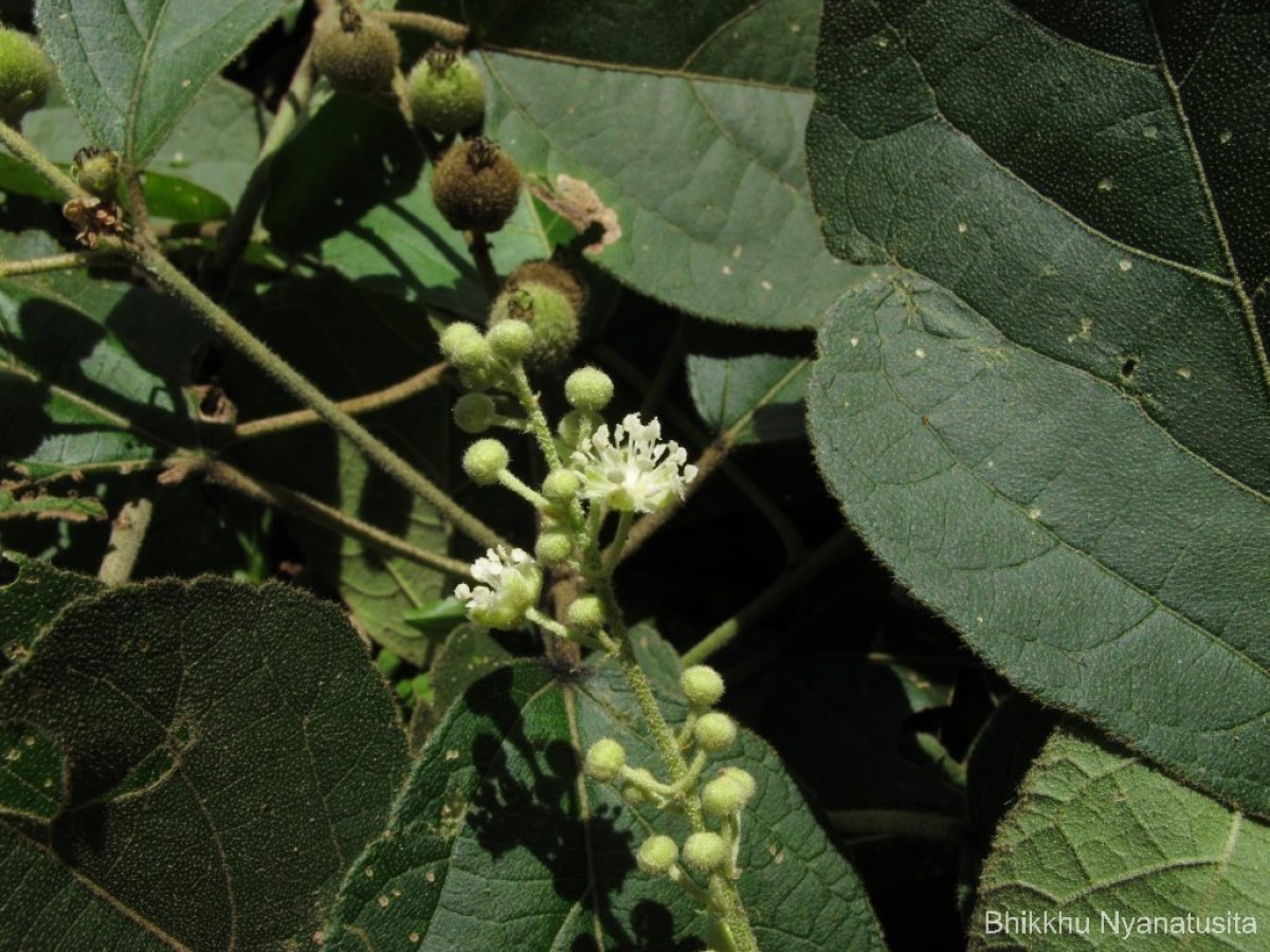 Croton laccifer L.